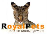 RoyalPets, ИП